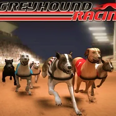 Racing Greyhounds